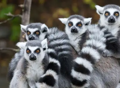 Wycieczka objazdowa W rytmie mora, mora, Madagaskar
