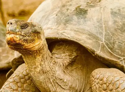 Wycieczka objazdowa Z Andów na Galapagos, Ekwador
