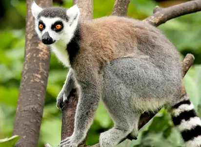 Wycieczka objazdowa Z wizytą u Lemurów, Madagaskar